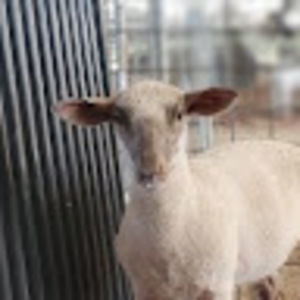 Meet your Posher, Callie